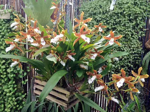 Best Varieties of Pansy Orchids