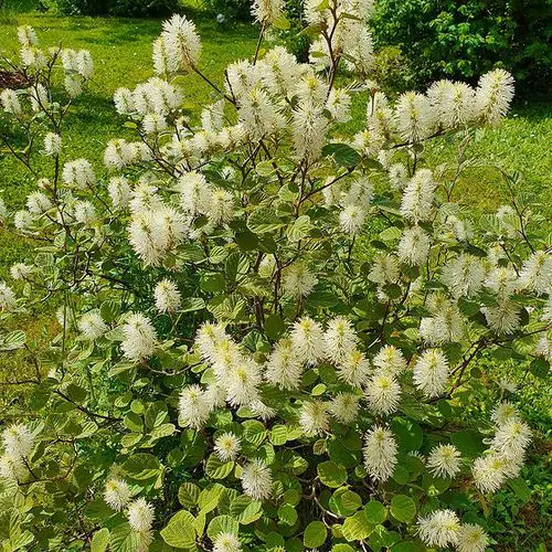 best Shrubs for Shade 10