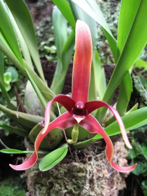 top Best Varieties of Ludisia Orchids