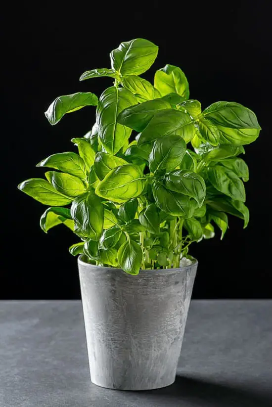 Plants with Cosmetic Uses that you can easily use 