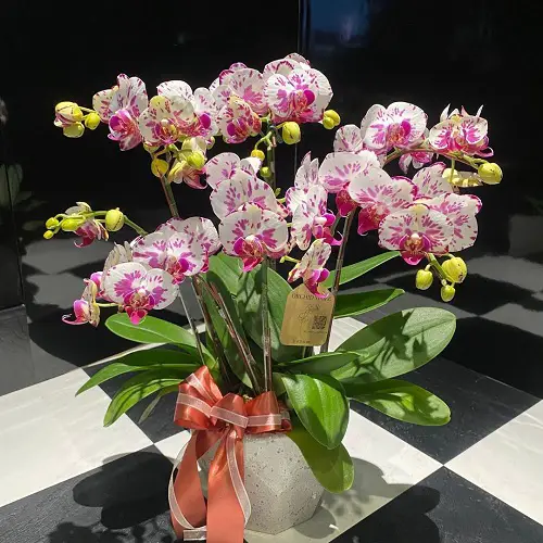 best Types of Funeral Flowers 3