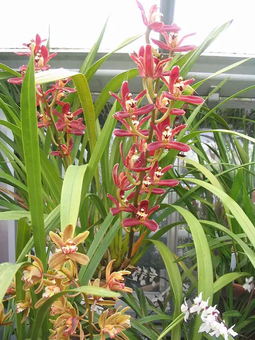 top Best Varieties of Encyclia Orchids