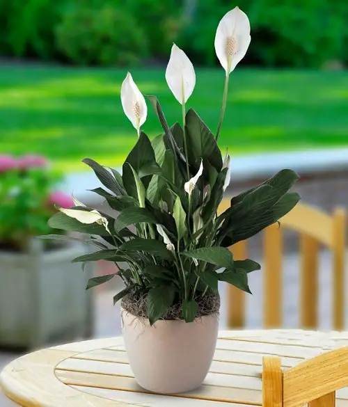 How to Fix and Save Overwatered Peace Lily