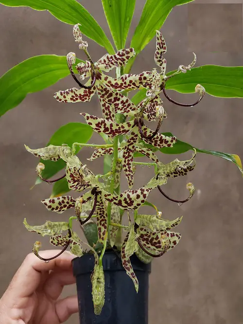 Varieties of Cycnoches Orchid