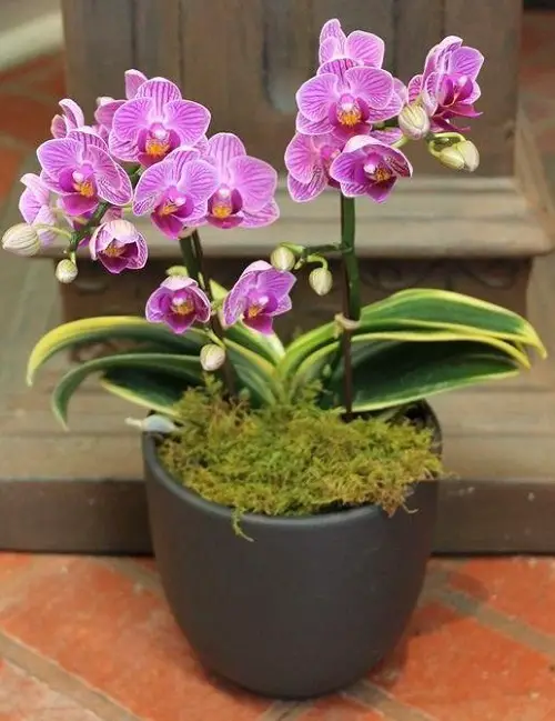 Best Varieties of Dendrobium Orchid