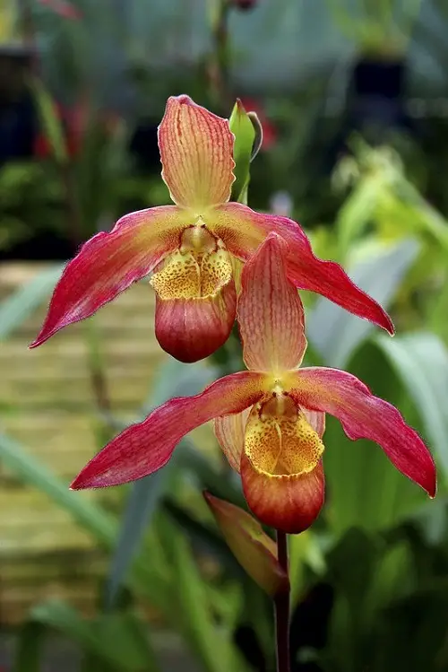 Phragmipedium Orchids type