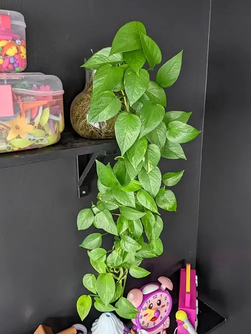 Pothos Plant Care