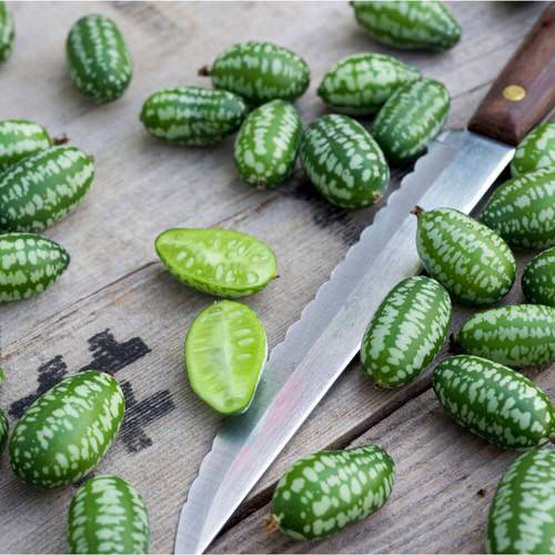 Propagating Cucamelons