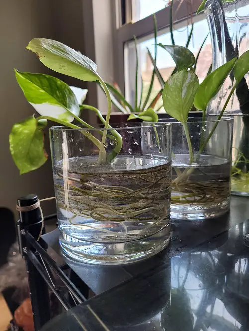Growing Pothos in Water