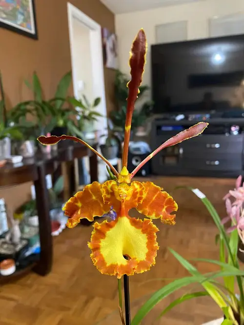 Psychopsis Orchids type