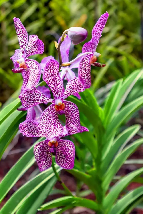 Purple Star Orchid type