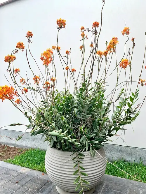 Best Varieties of Epidendrum Orchids