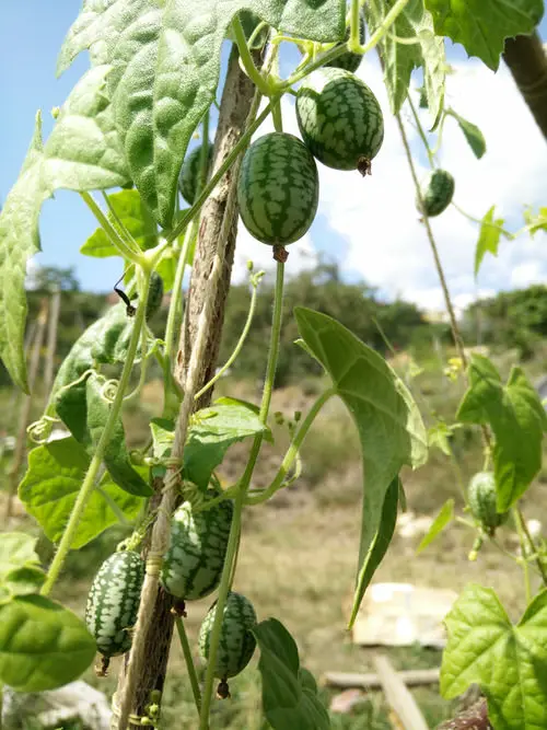 Requirements for Growing Cucamelons