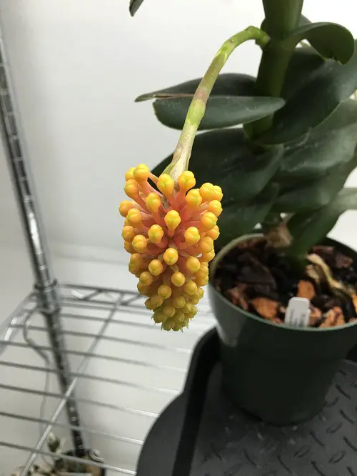 top Finest Vanda Orchid Varieties
