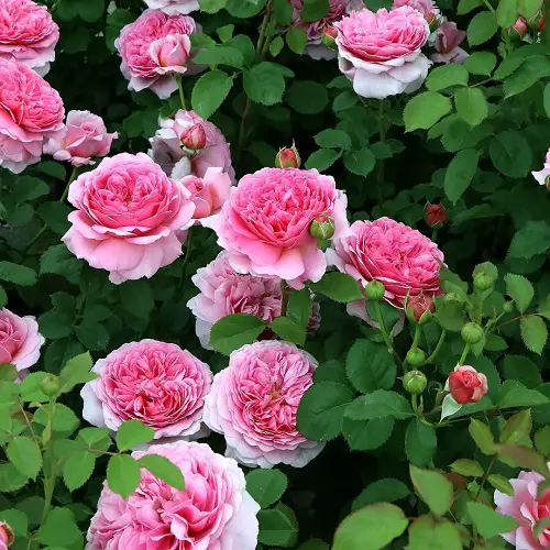 Types of Funeral Flowers