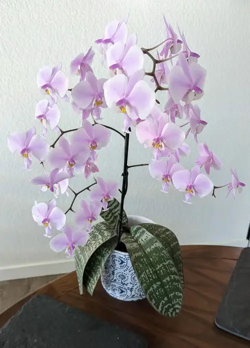 Amazing Best Varieties of Phalaenopsis Orchids