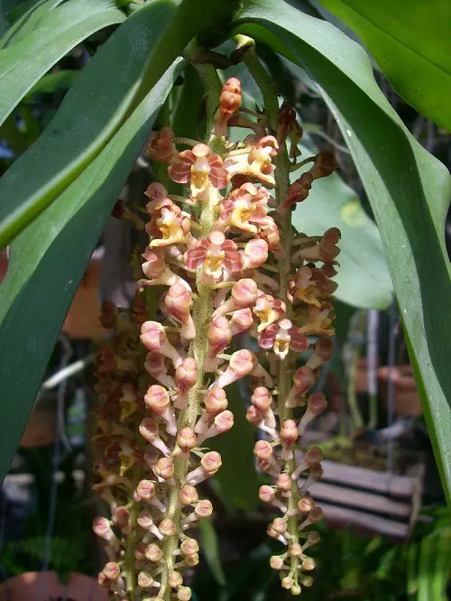 lovely Varieties of Dendrobium Orchid