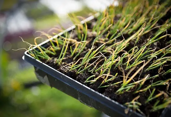 Can You Plant a Sprouting Onion in pots at home