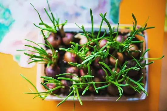 Can You Plant a Sprouting Onion