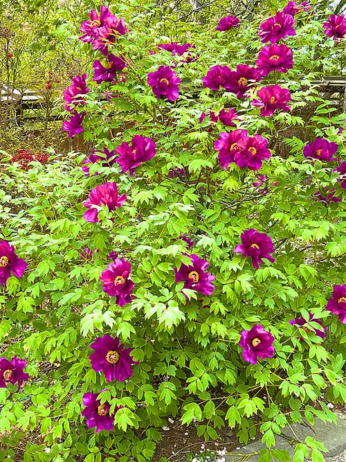 Best Shade Loving Shrubs for Low Light 25