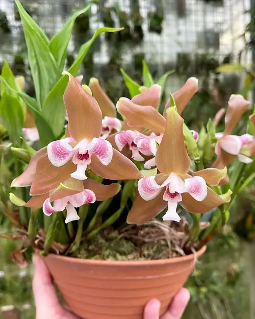 Varieties of Lycaste Orchids in garden
