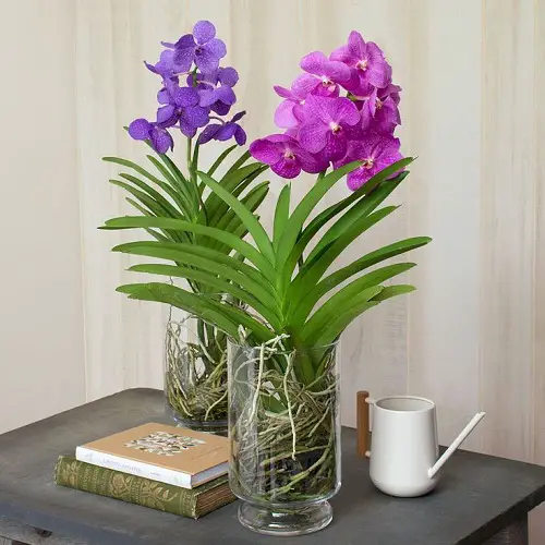Best Varieties of vanda Orchids