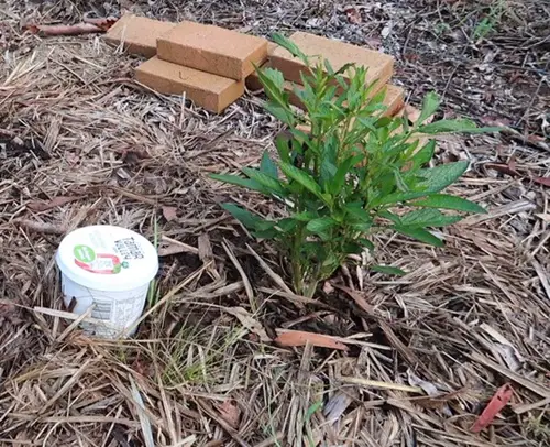 Using Yogurt in the Garden