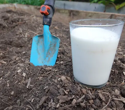 Using Yogurt in the Garden