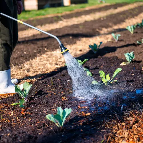 Using Yogurt in the Garden