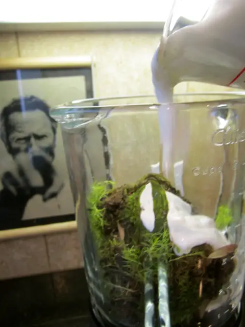For Growing Moss