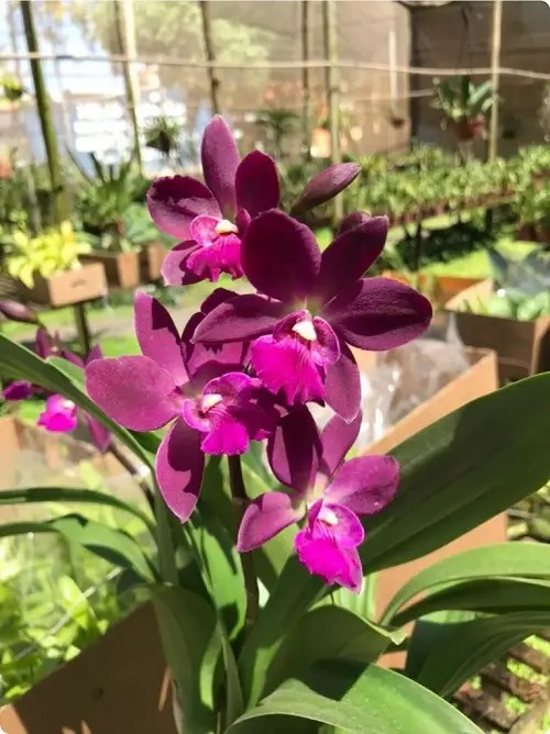 Amazing Best Varieties of Cattleya Orchid