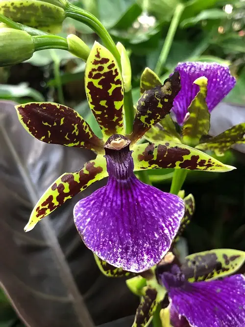 Zygopetalum Orchids