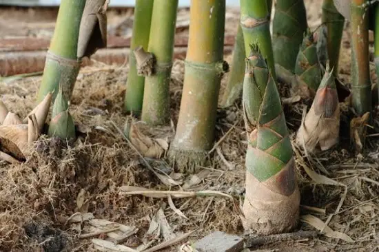 Can you Eat Bamboo