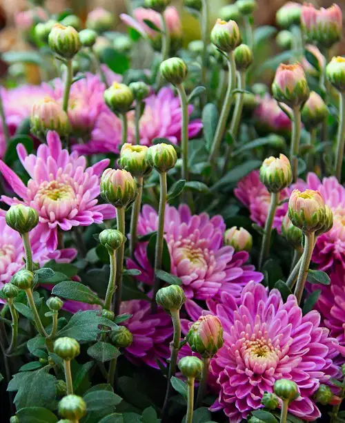 Types of Funeral Flowers 5