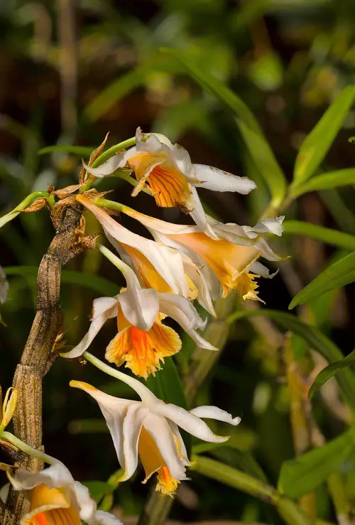 beautiful Varieties of Dendrobium Orchid