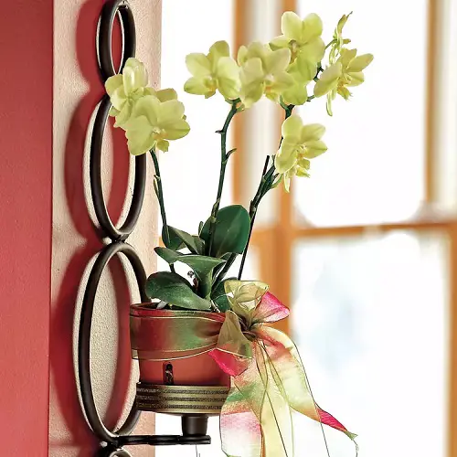 beautiful Varieties of Phalaenopsis Orchids