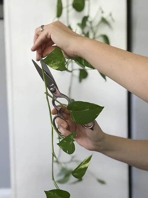 Propagating Pothos