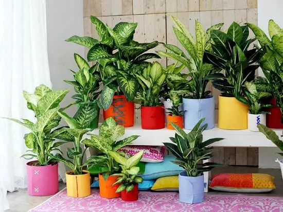 How to care for Dieffenbachia