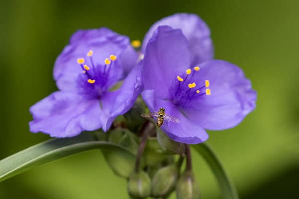 Types of Wandering Jew Plants you never knew about