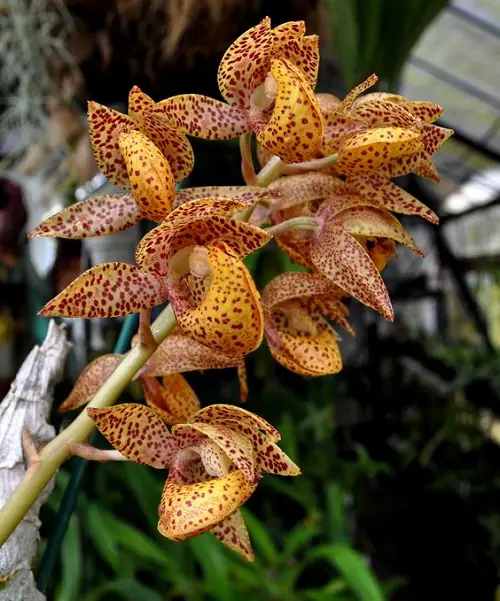 lovely Best Varieties of Catasetum Orchid