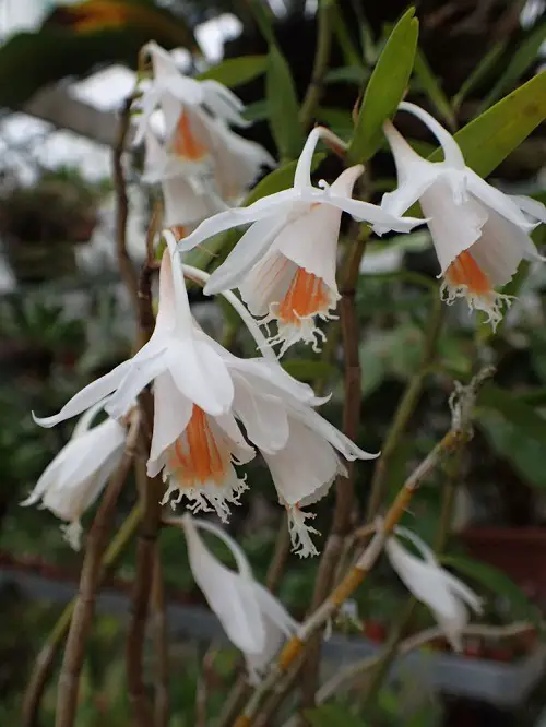 Amazing Varieties of Dendrobium Orchid