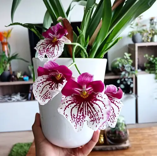 Best Varieties of pansy Orchids