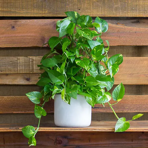 Pothos Plant Information