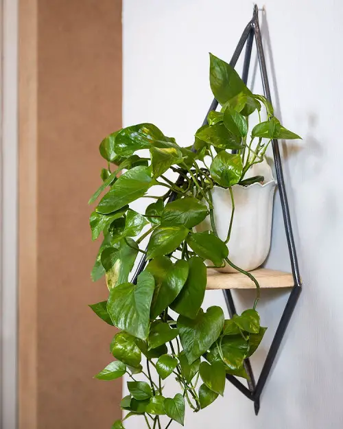 Pothos Plant Indoor Uses