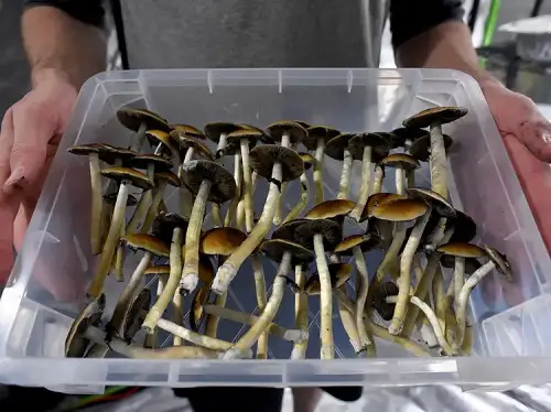 Harvesting Magic Mushrooms