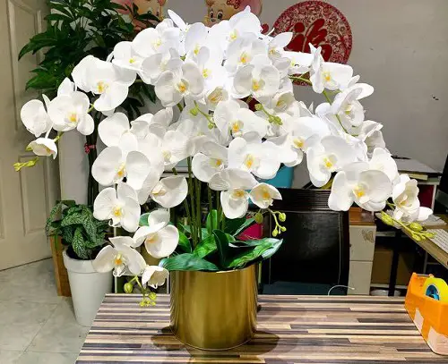 Top Phaius Orchid Varieties