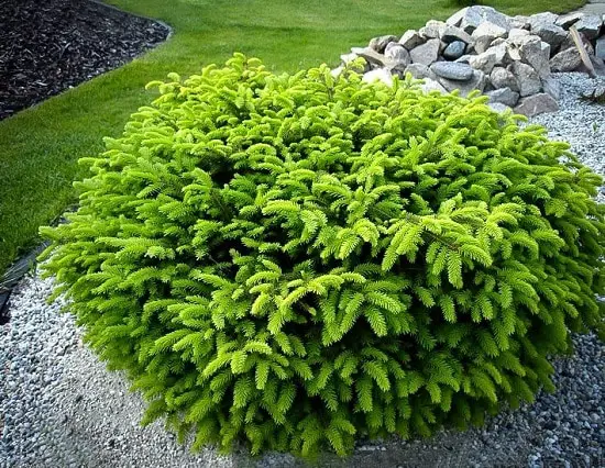 Different Types of Spruce Tree