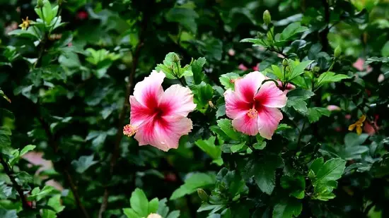 Types of Hibiscus