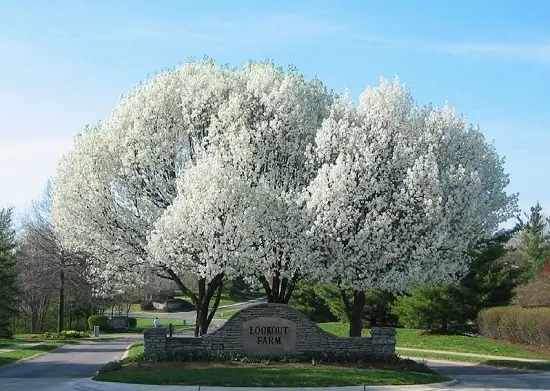 Dwarf Ornamental Trees