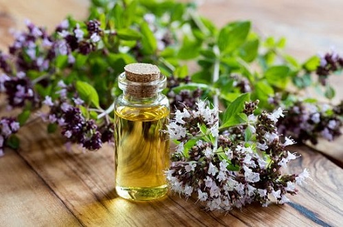 Oregano Essential Oil for Gardening 9